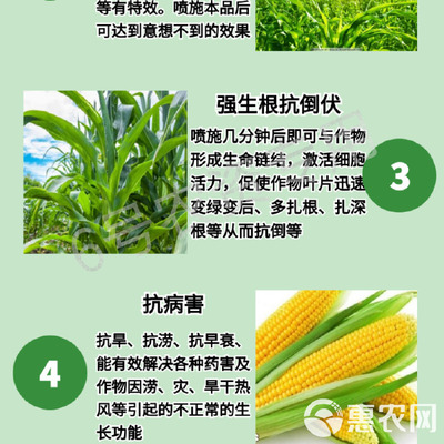 玉米專用葉面肥 科學(xué)施用“增產(chǎn)王”與增效劑，實現(xiàn)抗病高產(chǎn)